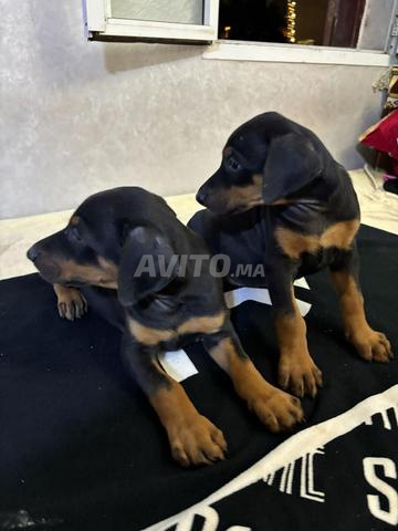 Chiots doberman - 2