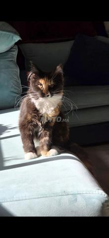 Femelle Maine Coon d'Exception Pedigree WCF
