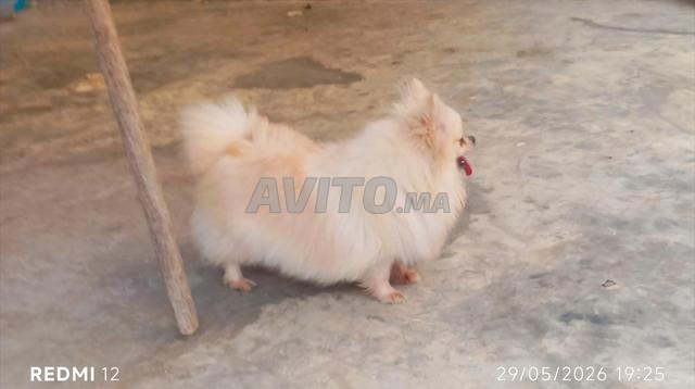 Femelle Spitz Loulou Nain Poméranie à vendre - 2