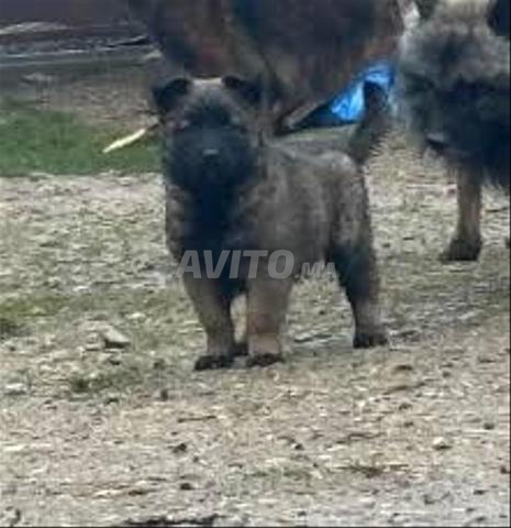 Malinois charboni 2 mois