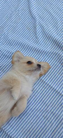 Caniche 🐩 Pikenoi