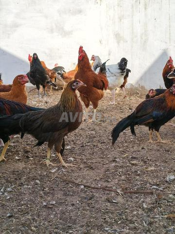 Poulets de races mélangées