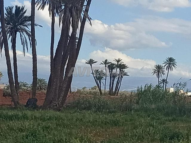 Terrain à vendre Marrakech superficie 13000m² - 2