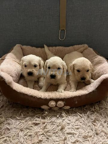 Golden retriever - 2