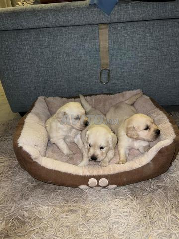 Golden retriever