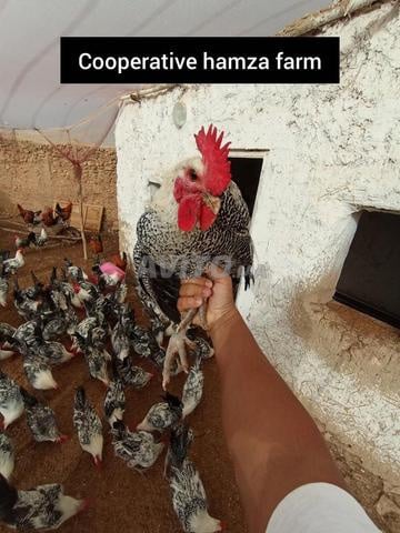 Annonce Poulets Locaux