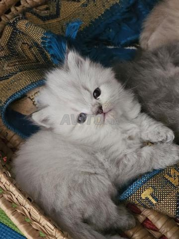 chaton persan - 2