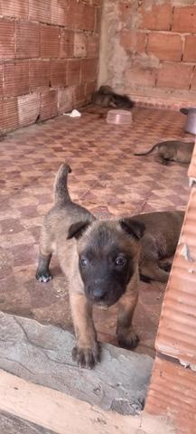 Malinois belge