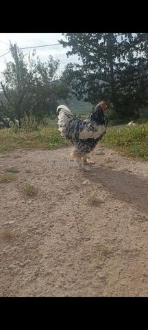 Mâle Brahma Black Mottled géant - 2