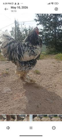 Mâle Brahma Black Mottled géant - 2