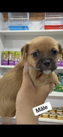 Chiot pékinois adorable à vendre. - 2
