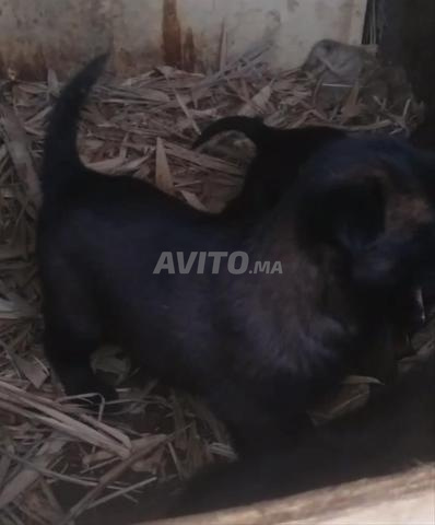 Chiots Malinois charbonné à vendre - 2