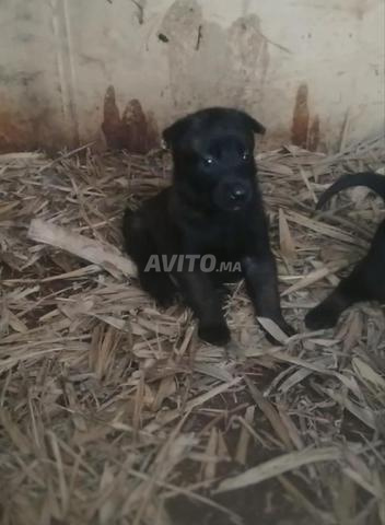 Chiots Malinois charbonné à vendre