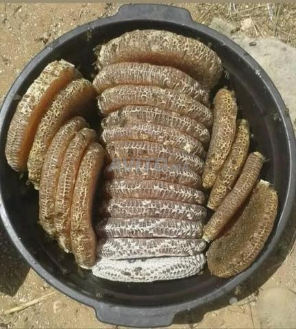Oulad Teïma