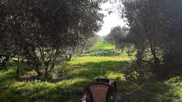 Ferme magnifique à Ouled Hriz