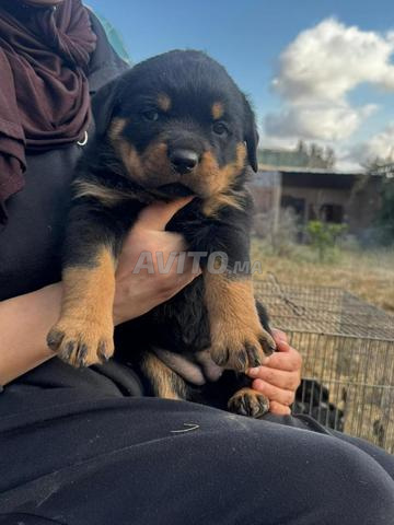 Rottweiler - 2