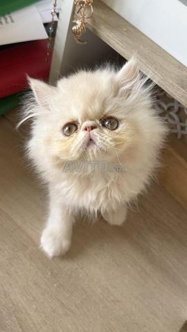 Chat persan - 2