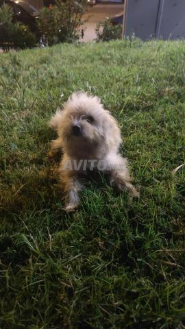 Bichon maltais - 2