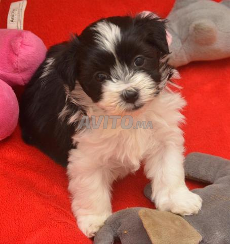 Caniche Bichon - 2