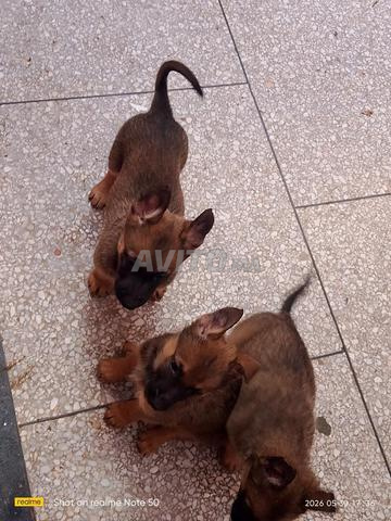 chiots malinois - 2