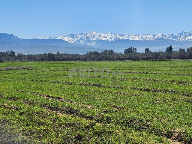 Terrain à vendre – Amzrou (près de Sidi Ghiat) - 2
