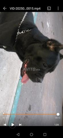 Super femelle Cane Corso pure race