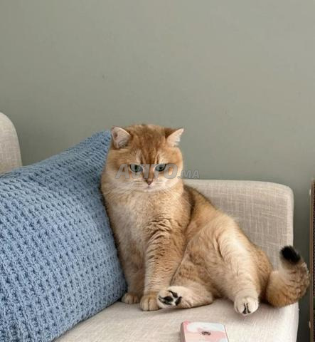 Mâle British Shorthair pour saillie - 2