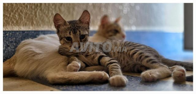 Chat cherche une famille adoptive