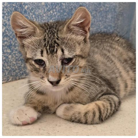 Chaton cherche une famille adoptive