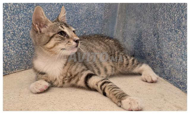 Chat cherche une famille adoptive - 2