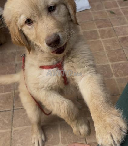 Golden Retriever Mâle - 2