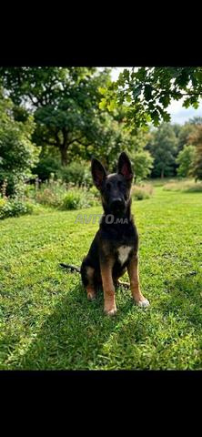 Chien Malinois - 2