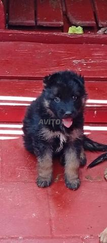 Chiot berger allemand - 2