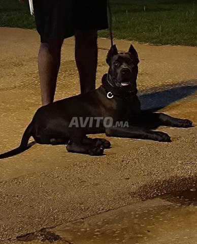 Cane Corso - 2