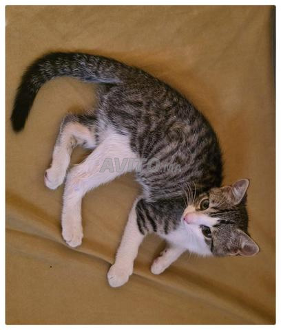 Cherche famille adoptive pour une petite chatte - 2