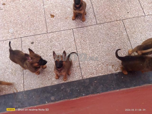 Chiots Malinois - 2