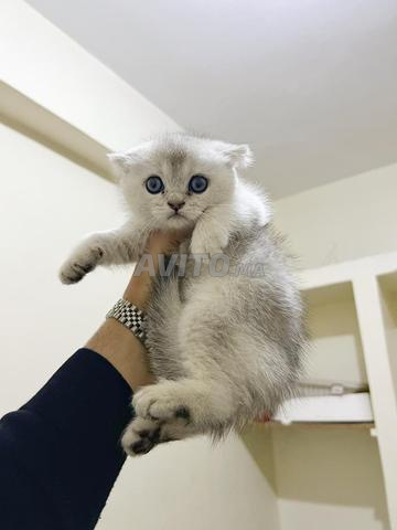 Mâle Scottish Fold Silver, 2 mois