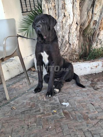 Femelle Cane Corso - 2