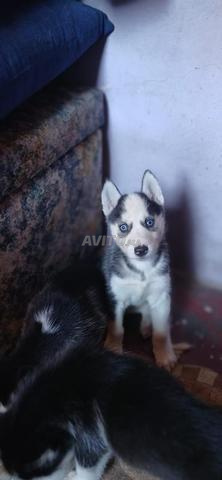 Chiens Husky 2 mois - 2