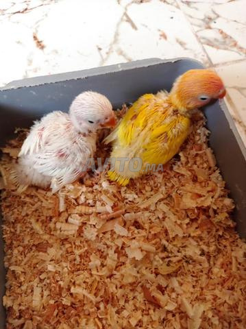 Poussins Fischer pour dressage, Albino Lutino, œil noir - 2