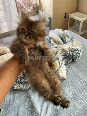 Chat persan