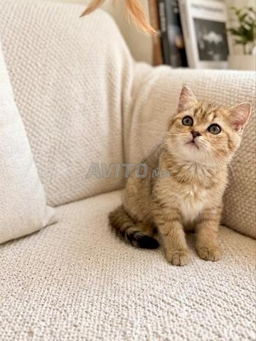 Chaton Scottish Straight Pure Race (Ny25) - 2