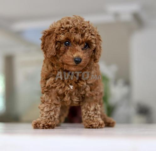 Chiot poodle très petit toy pedigree MKC