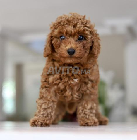 Chiot poodle très petit toy pedigree MKC - 2
