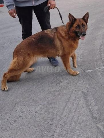 Chiot berger - 2