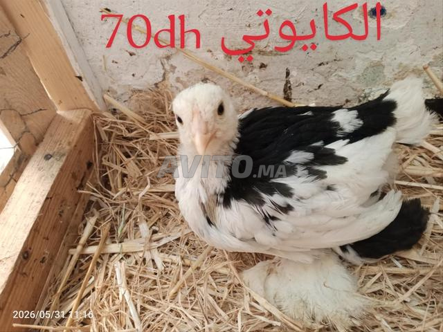 كتاكيت السلالات الحرة