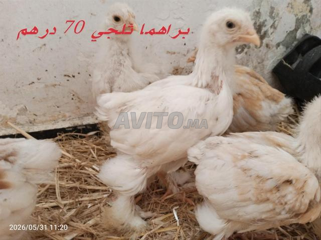 Poussins de races libres - 2