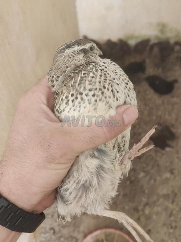 سمان للبيع
