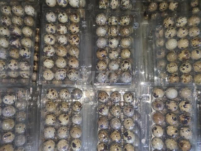 Oeufs de caille - 2