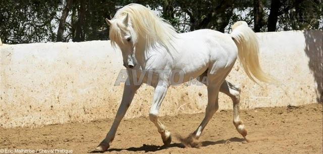 حصان عربي أصيل جميل جداً للبيع